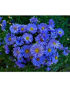 Астра /Aster Novi-Belgii Blue/ 1 коренище