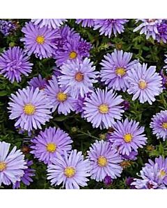 Астра /ASTER DUMOSUS MITTELMEER/ 1 корен