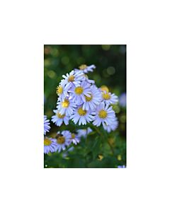 Астра /ASTER NOVI-BELGII MILKA/ 1 корен
