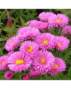 Астра /Aster Novi-Belgii Pink/ 1 коренище