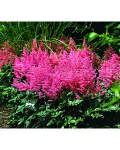 НОВО! Астилбе Анита Пфайфър /ASTILBE ANITA PFEIFER/