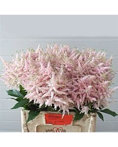 НОВО! Астилбе бледо-розово/ ASTILBE EUROPA/ 