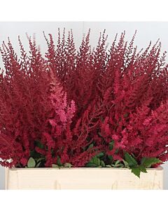 НОВО! Астилбе червено/ ASTILBE ELSE SCHLUCK/ 