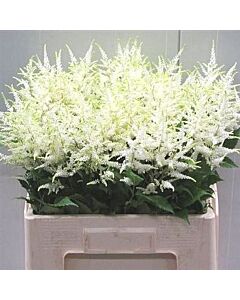 НОВО! Астилбе зелено-бяло / ASTILBE WASHINGTON/ 