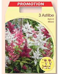 Астилбе микс / astilbe mix / 1 оп ( 3 корена )