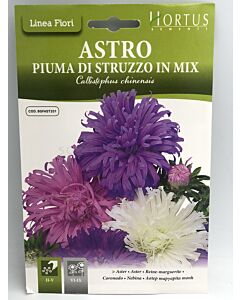 Астра Щраусово перо / Astro