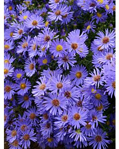 Астра /Aster Blue/ 1 коренище