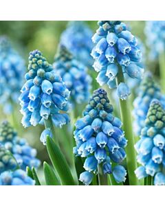 Мускари /Muscari armeniacum 'Atlantic'/ 1 бр