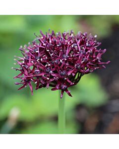 Декоративен лук atropurpureum - 1 бр.