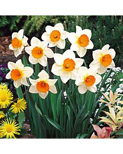 Нарцис Sempre Avanti