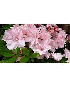 Азалия розова /Azalea Japonica Pink / 1 бр			