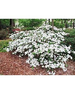 Азалия- бяла - Azalea Japonica White 	