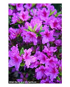 Азалия (Azalea Japonica Blue) 