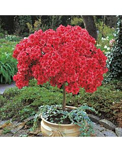 Азалия червена - Azalea Japonica Red	