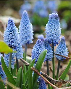 Мускари /Muscari azureum blue/ 1 бр