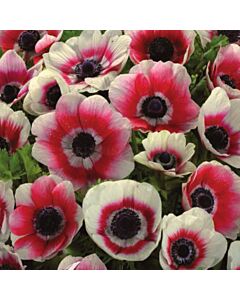 Анемоне бяло-червено /Anemone coronaria bicolor/