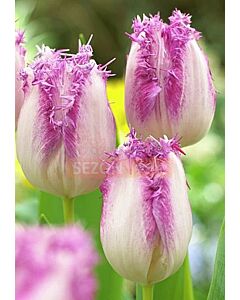 Лале Fringed Aria Card
