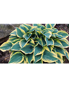 Хоста Първо замръзване / Hosta First frost / 1 бр
