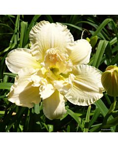 Хемерокалис /HEMEROCALLIS BOWL OF CREAM/ 1 бр