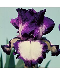 Ирис / IRIS GERM. GOING MY WAY / 