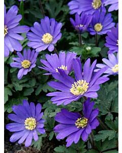 Анемоне Blanda Blue 