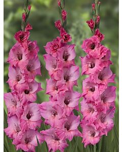Гладиол large-flowered  'Bartok 10/12 - 1 бр.