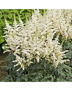 Астилбе /Astilbe 'Vision in white'/ 1 бр
