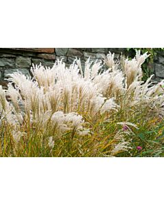 Мискантус /Miscanthus Kleine Fontane / 1 бр