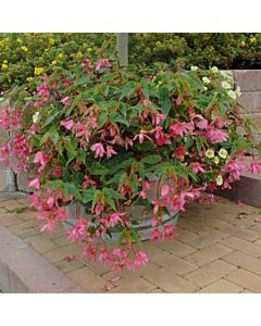 Бегония каскадна Pendula Roze/