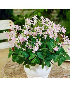 Оксалис triangularis 'Fanny'