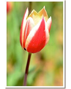 Лале Spring Surprise 1 бр
