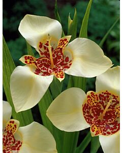Тигридия / Tigridia pavonia 'Canariensis' / 1 бр