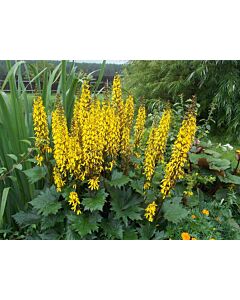 Лигулария / Ligularia Przewalskii/ 1 бр
