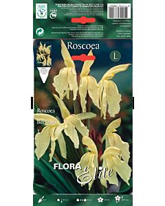Мисцеланеус - Roscoea beesiana - 1бр