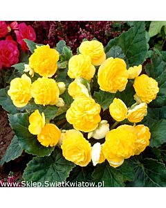 Бегония мултифлора жълта - Begonia multiflora  maxima yellow - 1 бр.
