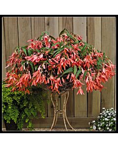 Бегония / Begonia boliviensis 'San Francisco' / 1 бр
