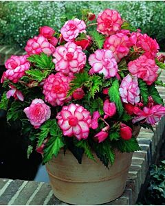 Бегония Bouton de rose 5/6+