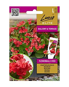 СК СЕМЕНА БЕГОНИЯ FLOWERBALL H RED - 30 семена