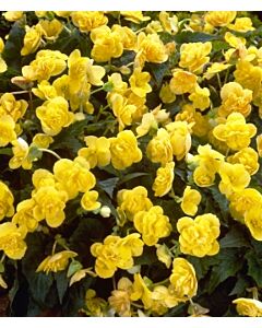 бегония Multiflora Helene Harms