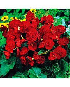 Бегония мултифлора червена - Begonia multiflora  maxima red