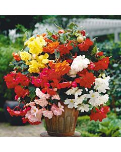 Бегония каскадна микс / Begonia pendula mix /