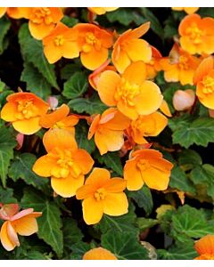 бегония Multiflora Richard Galle