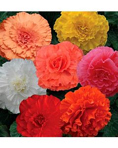 бегония 5/6+ Ruffled Mixed