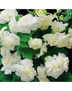 Бегония мултифлора бяла - Begonia multiflora maxima white - 1бр.