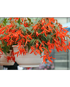 Бегония Bertinii boliviensis orange - 1 бр.