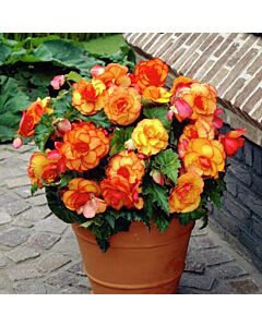 Бегония Bicolor Picotee Yellow/Red / 1 бр