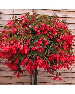 Бегония Bertini Boliviensis 28+ - Begonia Bertini Boliviensis 28+ - 1 бр