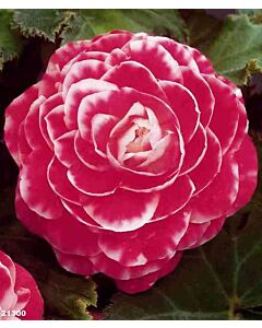 Бегония Camellia Flora 5/6+