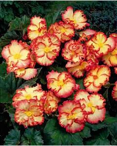 Бегония Crispa Marginata Yellow/Red 5/6+