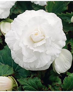 бегония Double White 